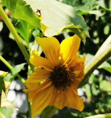 Zabbix企业应用之服务器硬件信息监控